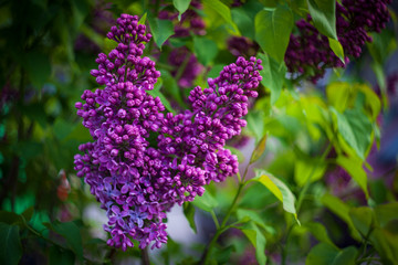 bright purple lilac flowers close up