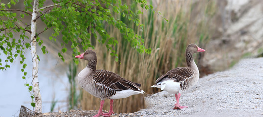 A pair of geese under the shadow of spring birch on the shore of the reservoir ...