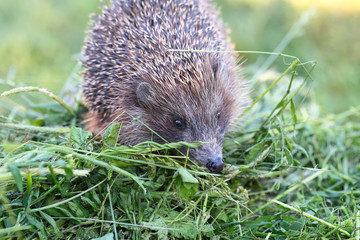Hedgehog is sitting on the cut grass, the front view resembles a rat, although the hedgehog is much prettier ...