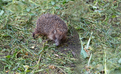Hedgehog performs a sharp turn ..