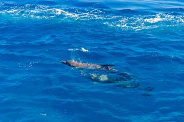 Fototapeta premium Dolphins in Red sea not far from the Hurghada city, Egypt