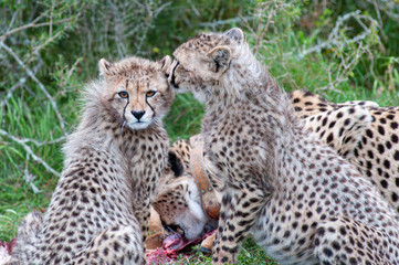 Famiglia di Ghepardi in Sud Africa
