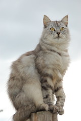Chat
