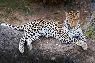 La quiete del Leopardo in Sud Africa
