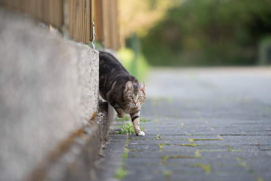 Tabby Domestic Shorthair Cat Leaving Home Coming Around The Corner Walking On The Sidewalk