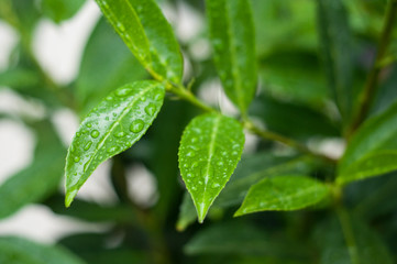Fototapeta na wymiar closeup of rain drops on leaves in a garden