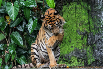 Fototapeta na wymiar Tiger sit down in forest