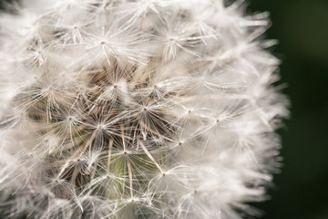 Dandelion close up. Flower background