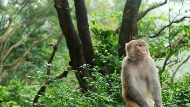 A monkey watching in the tree