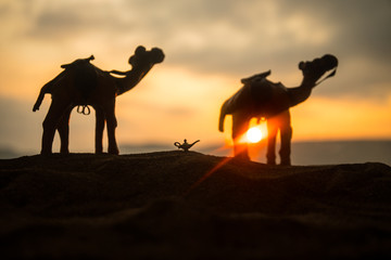 silhouette of camel in the desert