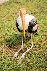 Closeup of painted stork bird.