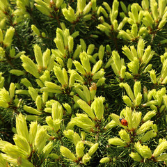 Obraz premium Canadian spruce Picea glauca Conica. White spruce. Decorative coniferous evergreen tree with a ladybug in spring