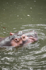 Hippo floating in the water.