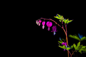 Branch with blossoming of the bright and unusual pink flowers The Broken Heart. The spring nature...