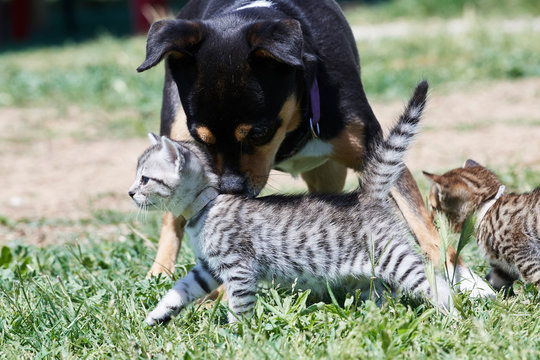 Gatos cachorros jugando en el cesped, Puppy cats playing at grass