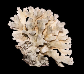 coral isolated on black background © Dmitry