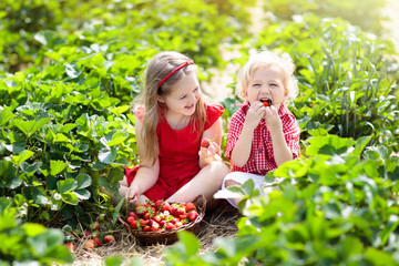 Kids pick strawberry on berry field in summer