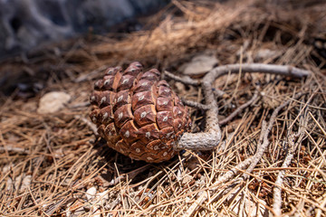 Pine cone lying on dry needles close-up on a blurred background
