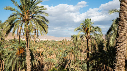 Date palm groves in desert oasis in Algeria
