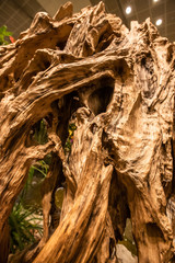 old tree