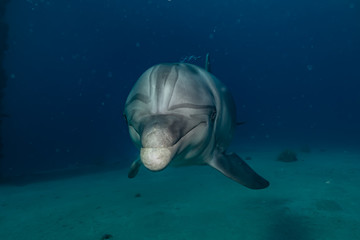 Dolphins swimming with divers in the Red Sea, Eilat Israel 