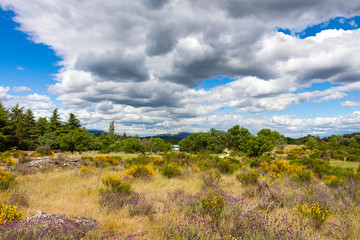 FIELD LANDSCAPE IN SPRING WITH SKY HORIZON WITH CLOUDS