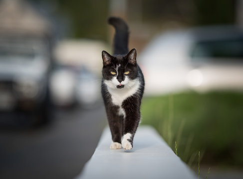 black and white domestic shorthair cat walking on a low mural next to sidewalk looking at camera