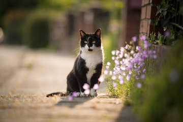 black and white domestic shorthair cat sitting on the sidewalk next to some flowers observing the...