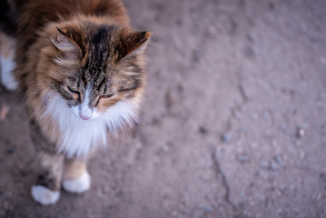The head of the fluffy cats.The view from the top. Copy space for lettering or design. Close up.