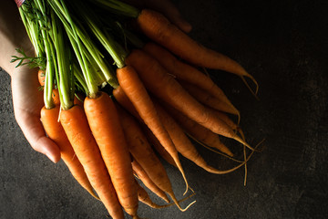 Organic Nantes Carrots in Female Hands. Beta Carotene Source. Fresh Superfood Healthy Eating...