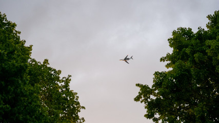 plane between trees
