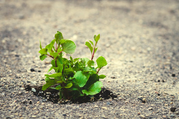 sprout of a tree sprouted in asphalt. Power of nature . the struggle for the survival of nature