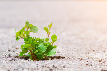 Sterification to life. A green sprout made its way through the asphalt. green plant asked in the asphalt. Power of nature