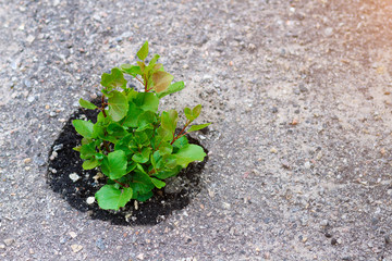 Sterification to life. A green sprout made its way through the asphalt. green plant asked in the asphalt. Power of nature