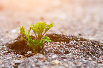 plant sprouted in asphalt, force of nature, sprout sprouted through asphalt
