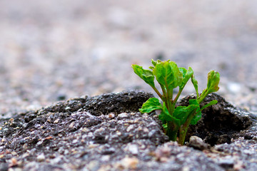 sprout of a tree sprouted in asphalt. Power of nature . the struggle for the survival of nature