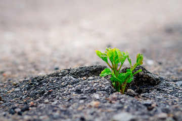 Small and green plant grows through urban asphalt ground. Power of nature.Green plant growing from...