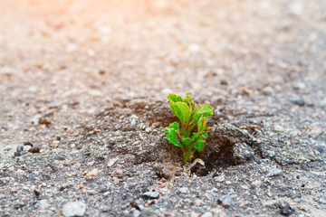 Sterification to life. A green sprout made its way through the asphalt. green plant asked in the asphalt. Power of nature