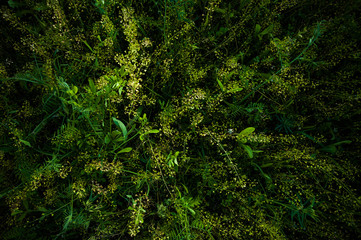 Grass field flowers background dark green. Tropical thickets. Mysterious world of flora. The secret forest. Abstraction floral background.