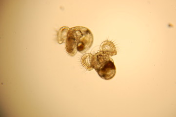 Larves véligères de gastéropodes