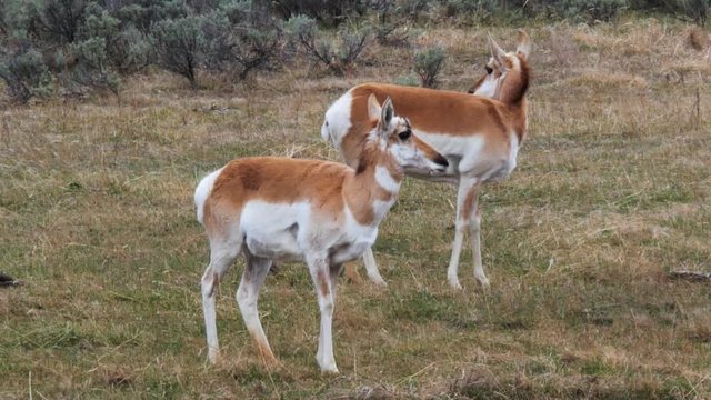 A Pair of Pronghorns in Yellowstone National Park