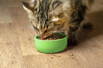 Funny Maine Coon cat eats from a green bowl