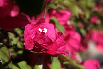 Spring blossom tenderness. Bright flowers of cherry plum tree on background of blue sky. Cyan pink color contrast.