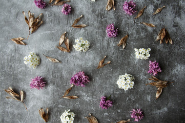 Flowers buds petals in a scattering on a gray abstract background. Gray gloomy cement floor. Purple and white bloom.