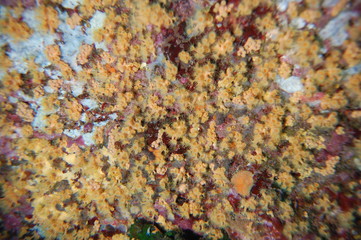 Corail Zoanthus