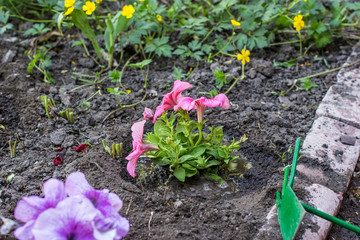 In the spring to plant petunias the most beautiful occupation.