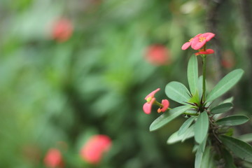 Red flower with green leaf
