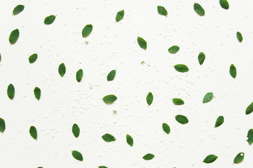 Floral spring background on white. Green leaves. Congratulatory background for the holiday. Patern from leaves of a photo.