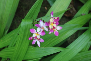 Eine wunderschöne Blume im Botanischen Garten. Mont Fleuri, Mahe, Seychellen