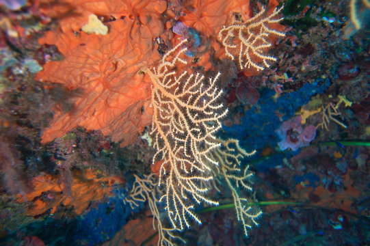 Gorgones Corse